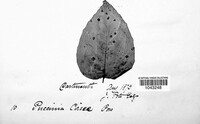 Puccinia circaeae image